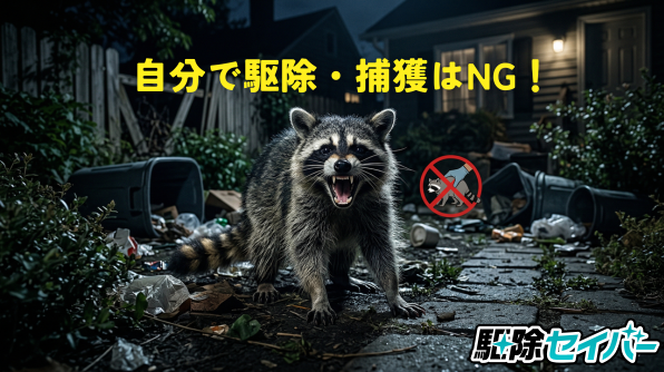 自分でアライグマを駆除・捕獲してはいけない理由