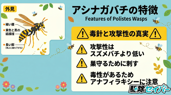 アシナガバチは怖いハチ?