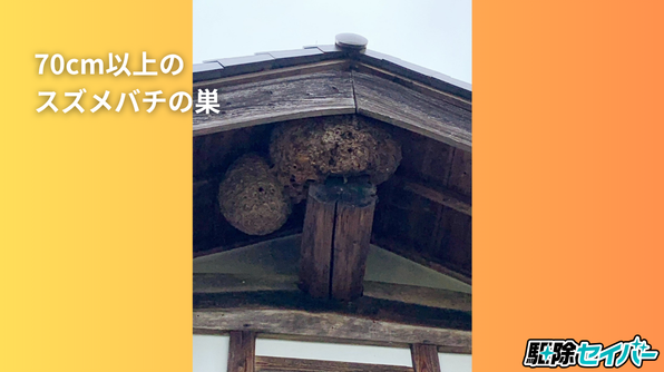 70cm以上のスズメバチの巣